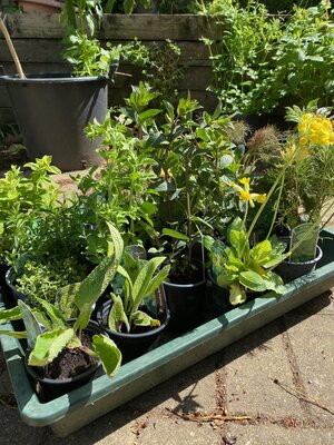 Hackney Herbal